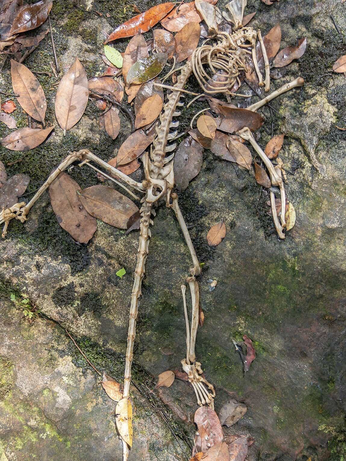 Sentier Pailones, Parc National Sierra de la Macarena, Colombie