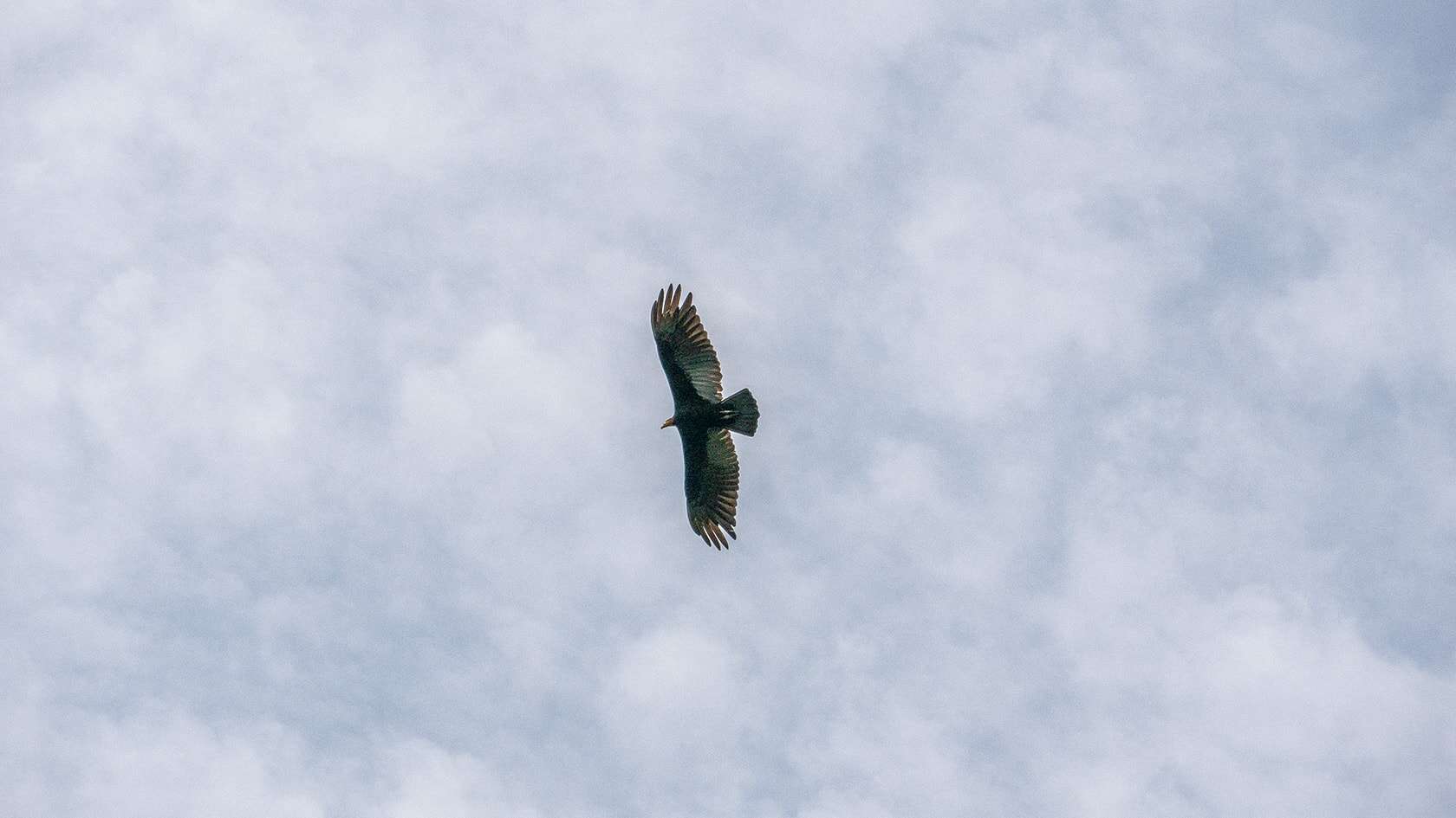 Sentier Pailones, Parc National Sierra de la Macarena, Colombie