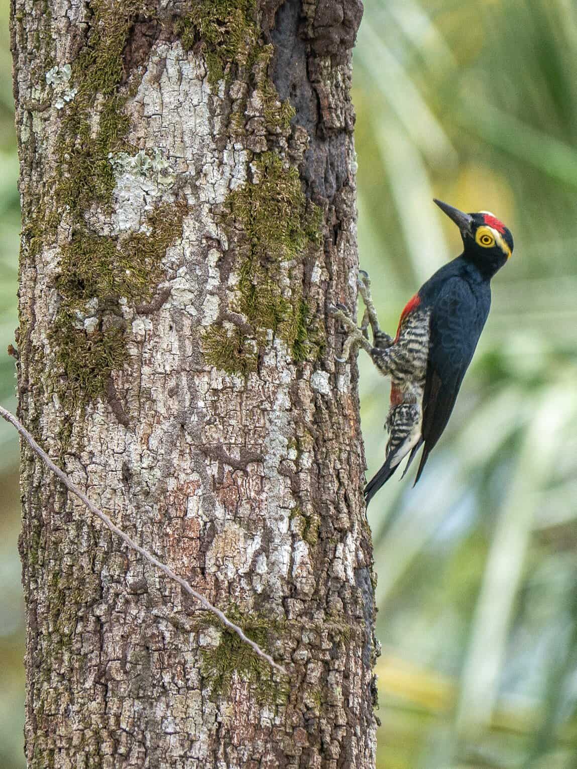 Sentier Pailones, Parc National Sierra de la Macarena, Colombie