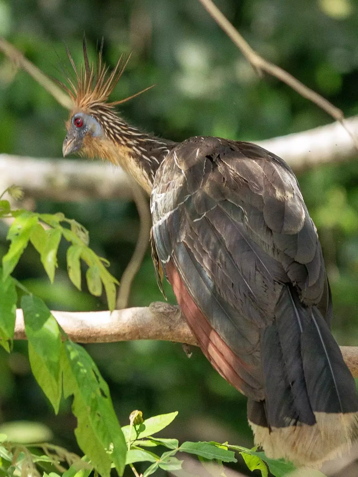 Sentier Caño Cristalitos – Mirador, Parc National Sierra de la Macarena, Colombie