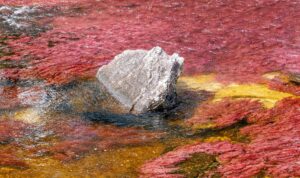 Caño Cristales, Parc National Sierra de la Macarena, Colombie