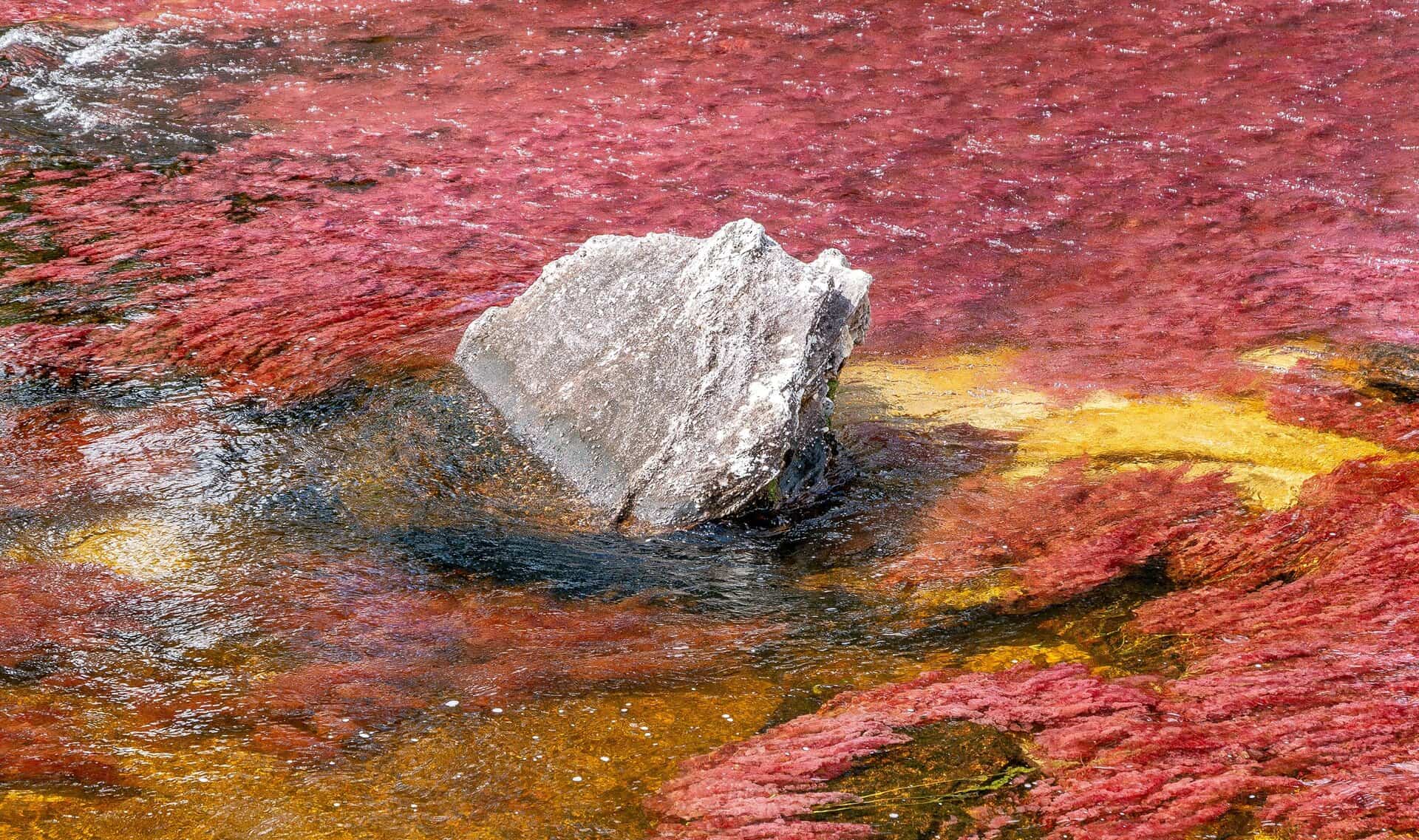 Caño Cristales, Parc National Sierra de la Macarena, Colombie