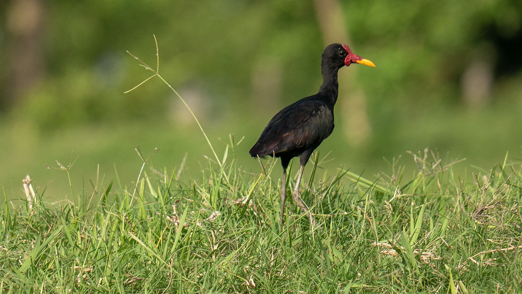 gallitos de ciénaga, Ciénaga de Pijiño, Colombie