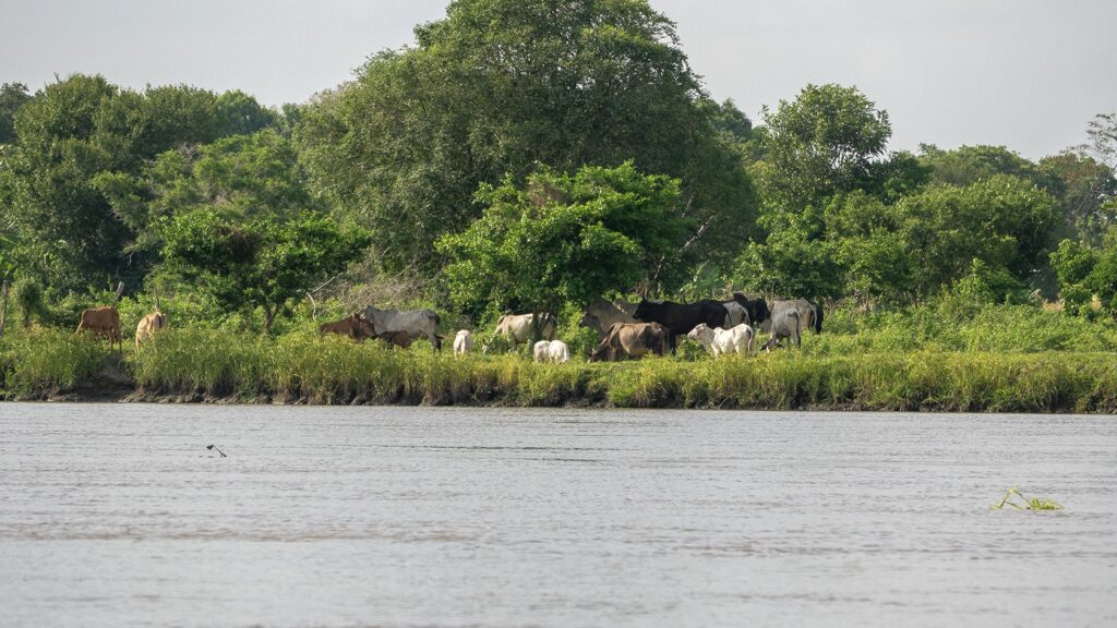a herd of cows on the banks of the Magdalena River, near Mompox, Colombia