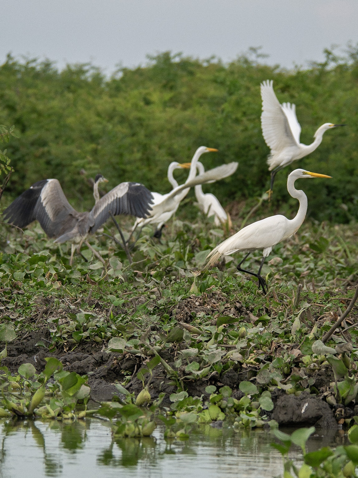 Groupe d'hérons, Ciénaga de Pijiño, Colombie
