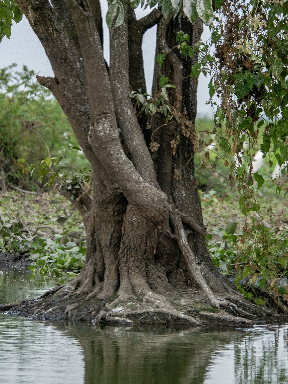 Arbre dans l'eau, Ciénaga de Pijiño, Colombie