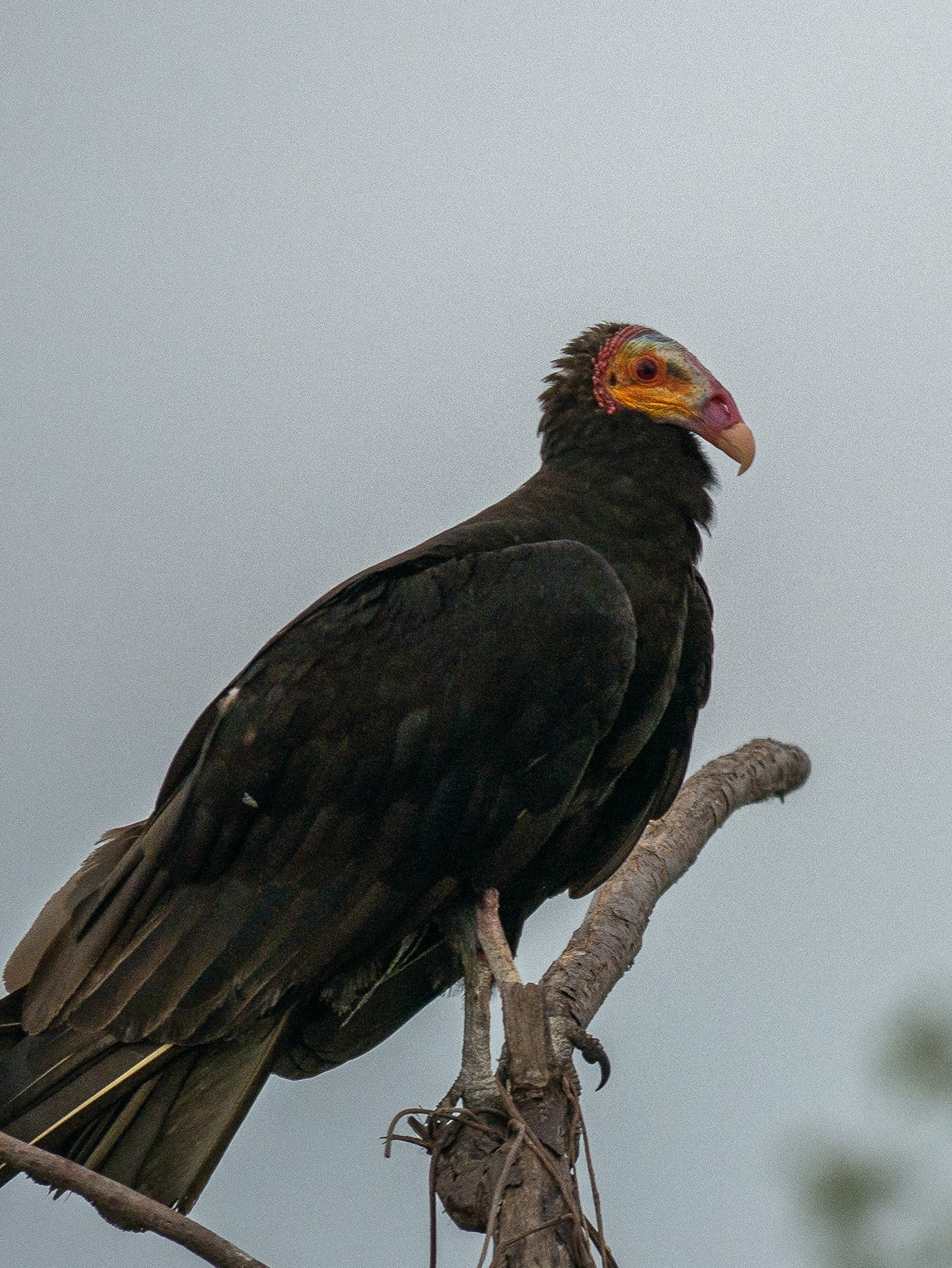 Urubu à tête jaune, Ciénaga de Pijiño, Colombie