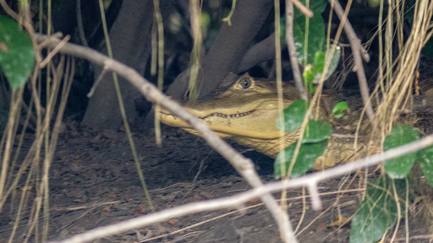 Caiman, Ciénaga de Pijiño, Colombie