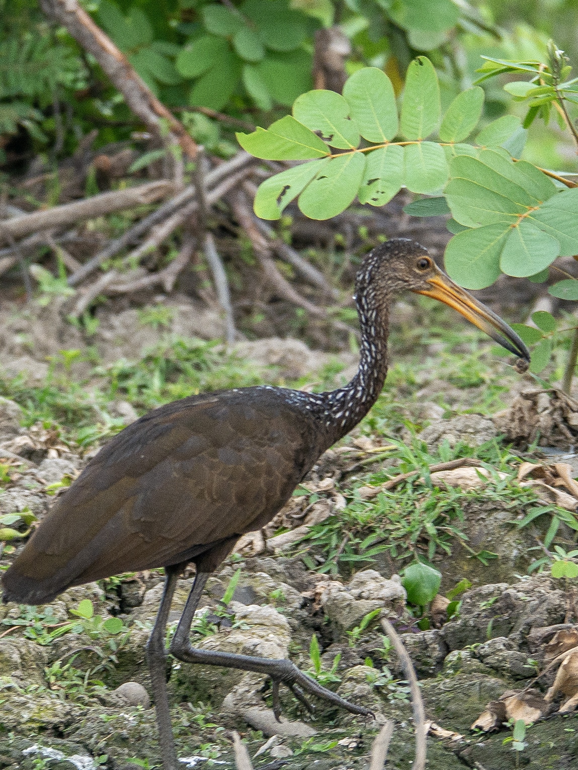 Carrao, Ciénaga de Pijiño, Colombie