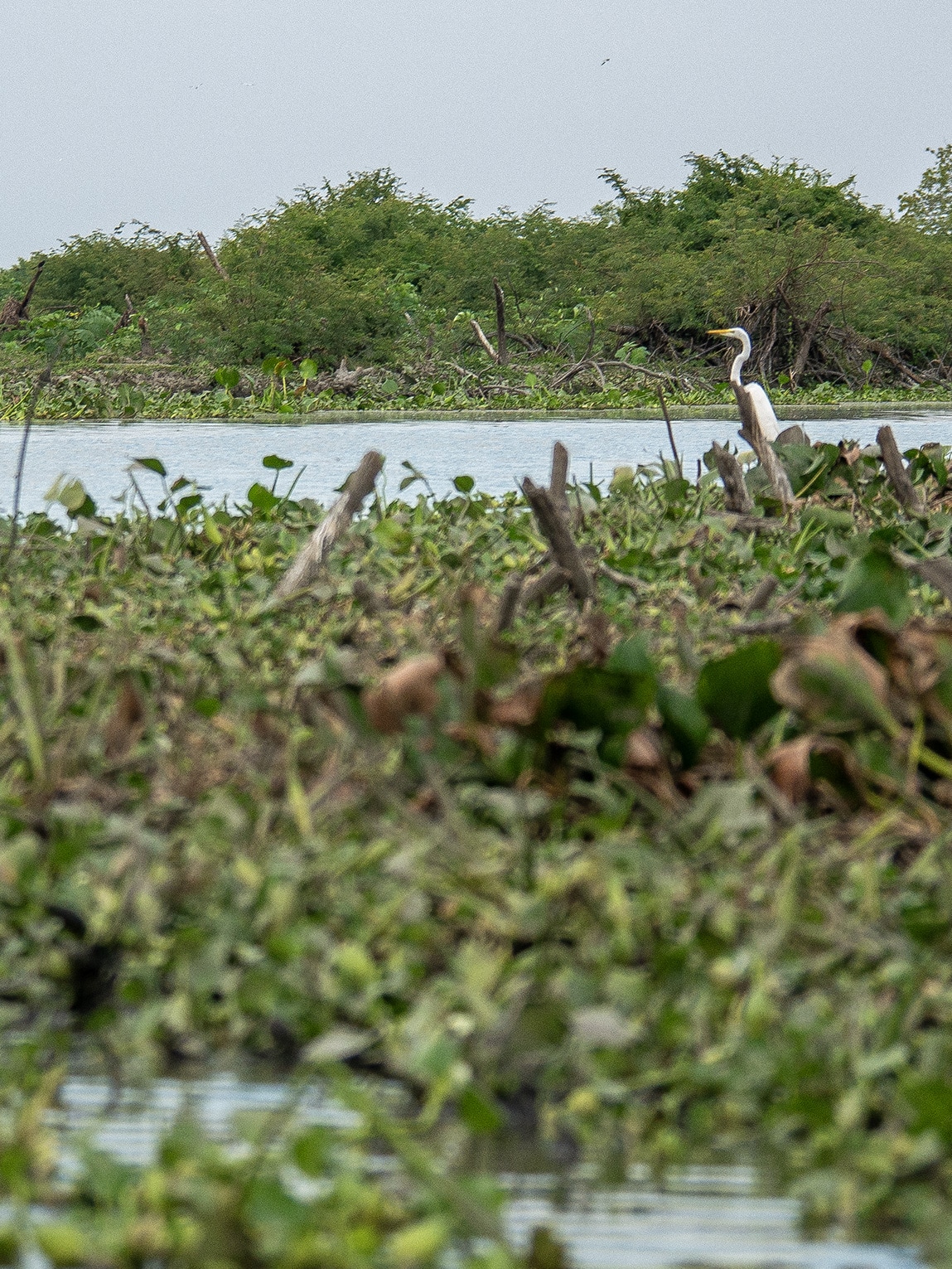 Ciénaga de Pijiño, Colombie