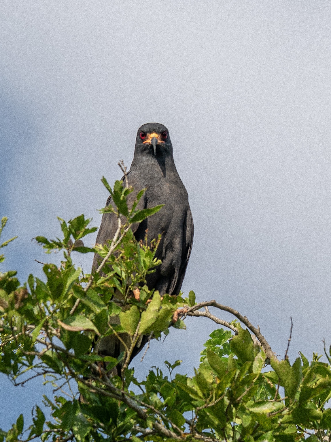 Gavilán caracolero, Ciénaga de Pijiño, Colombie
