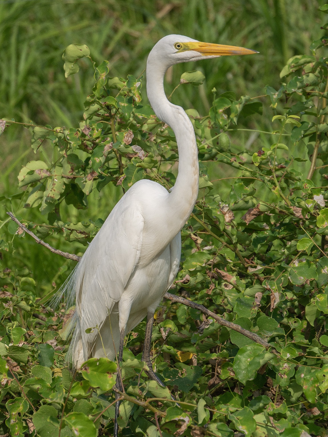 Héron à bec jaune, Ciénaga de Pijiño, Colombie
