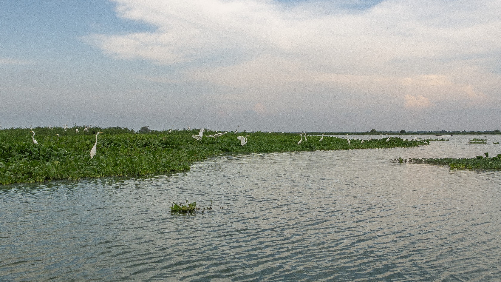 Ciénaga de Pijiño, Colombie