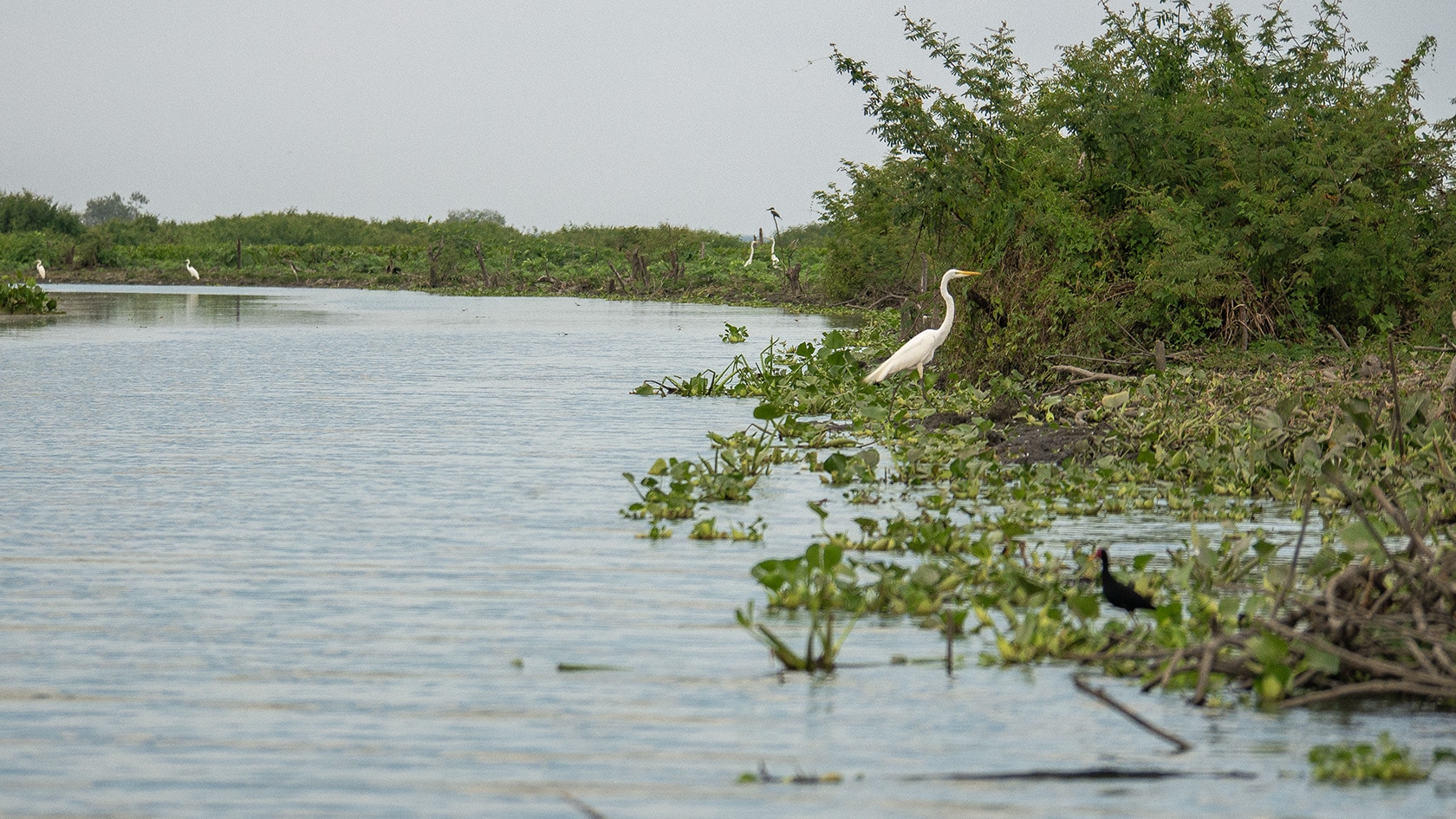 Ciénaga de Pijiño, Colombie