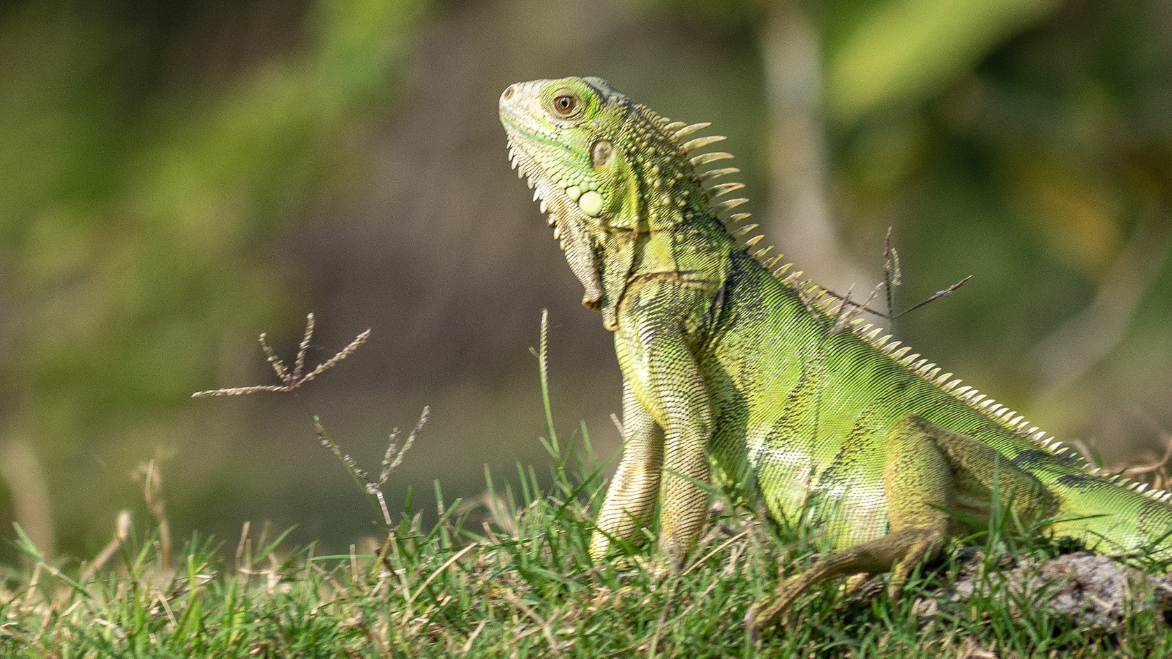 Iguane vert, Ciénaga de Pijiño, Colombie