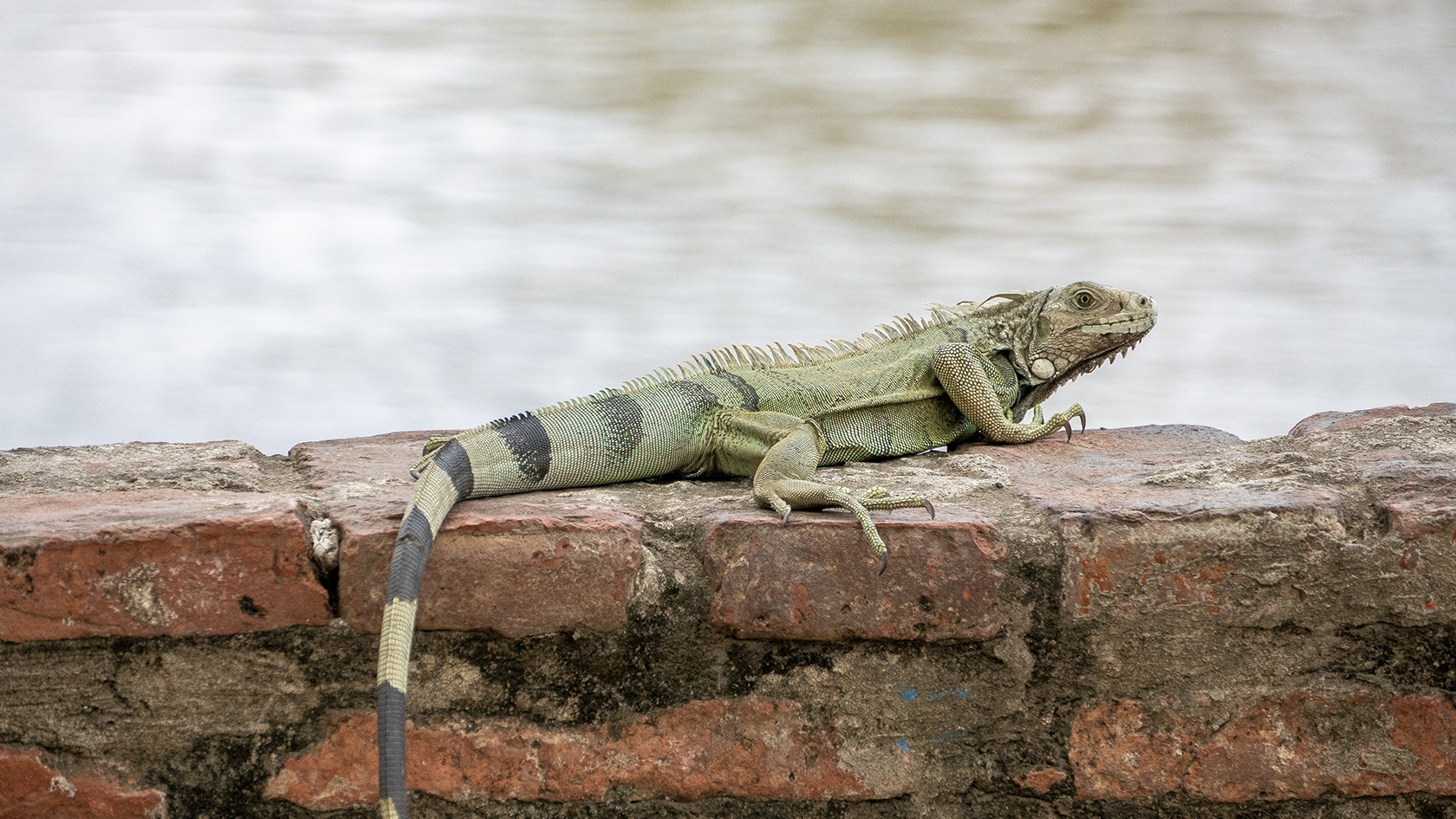 iguane sur un muret, Mompox, Colombie