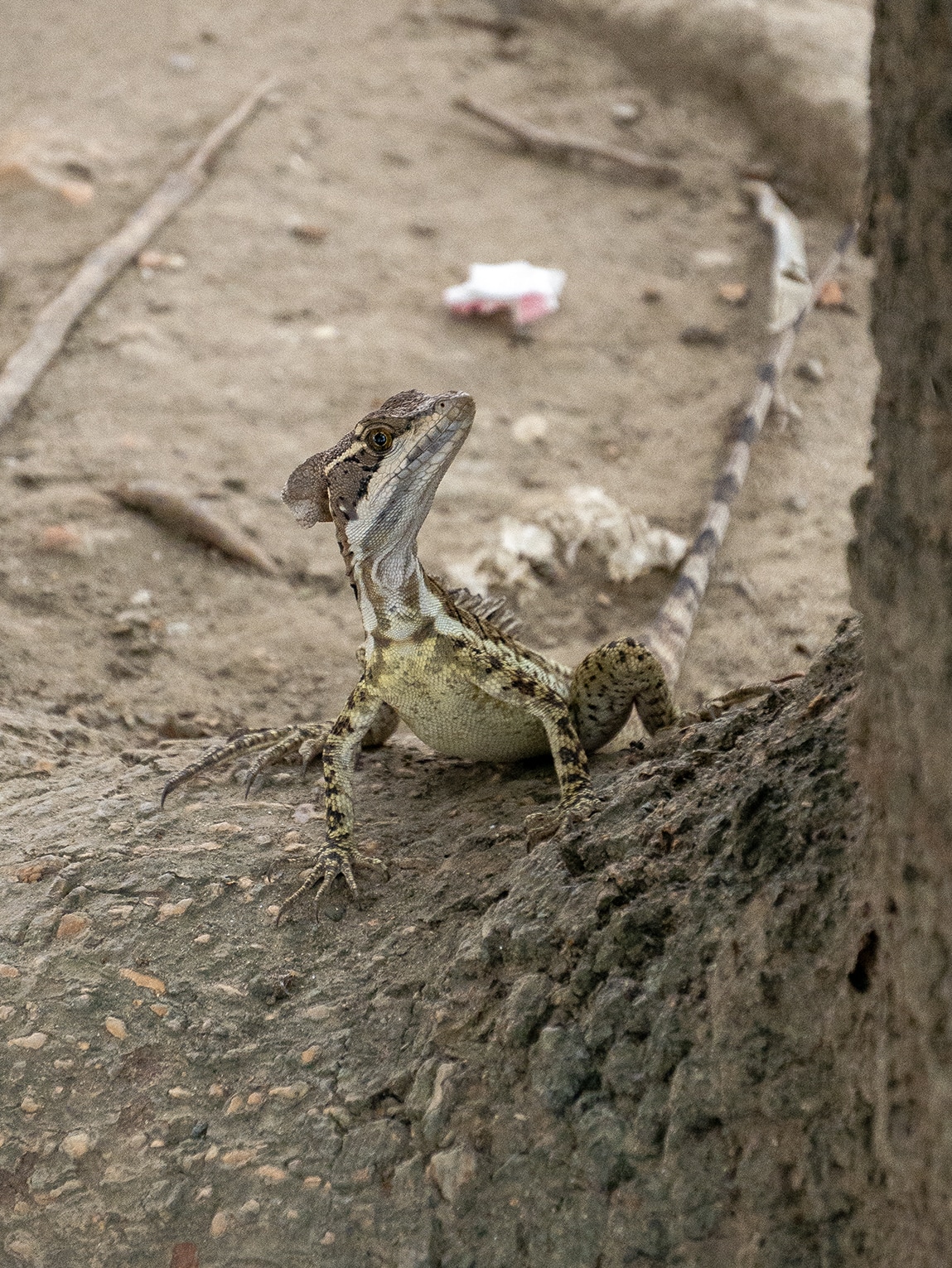 Lézard Jésus Christ, Mompox, Colombie