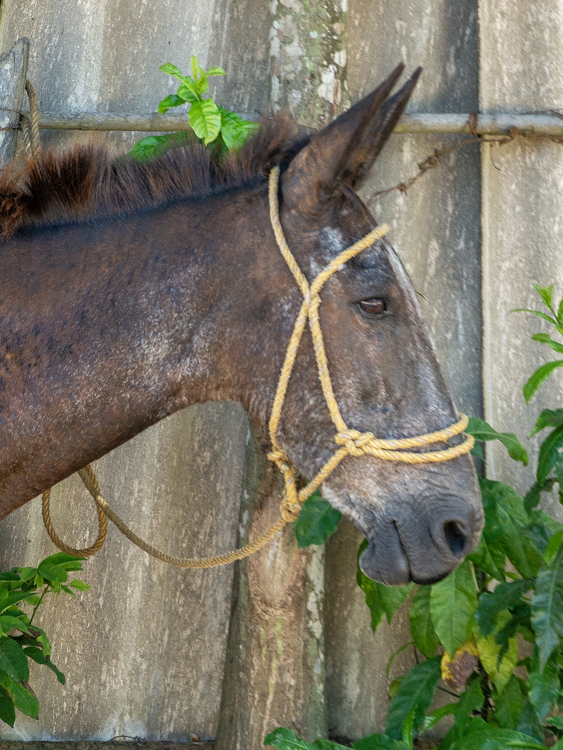 Portrait d'une mule, San Basilio de Palenque, Colombie
