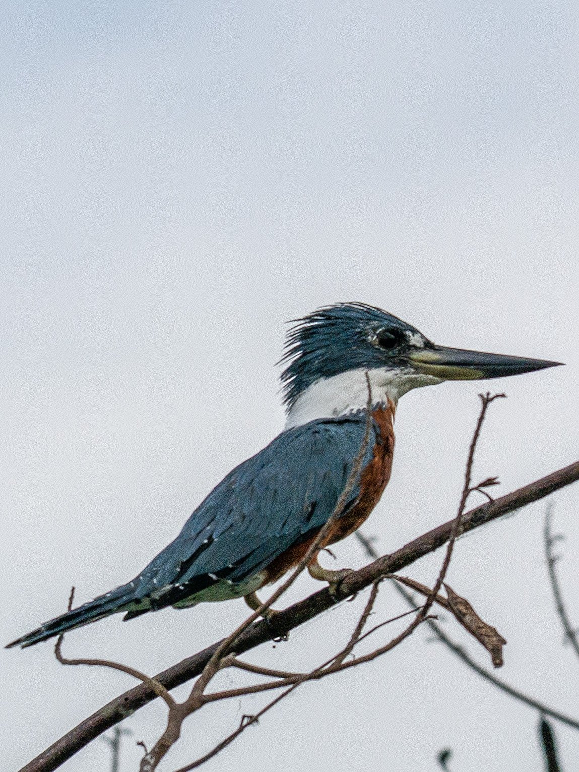 Martin-pêcheur, Ciénaga de Pijiño, Colombie